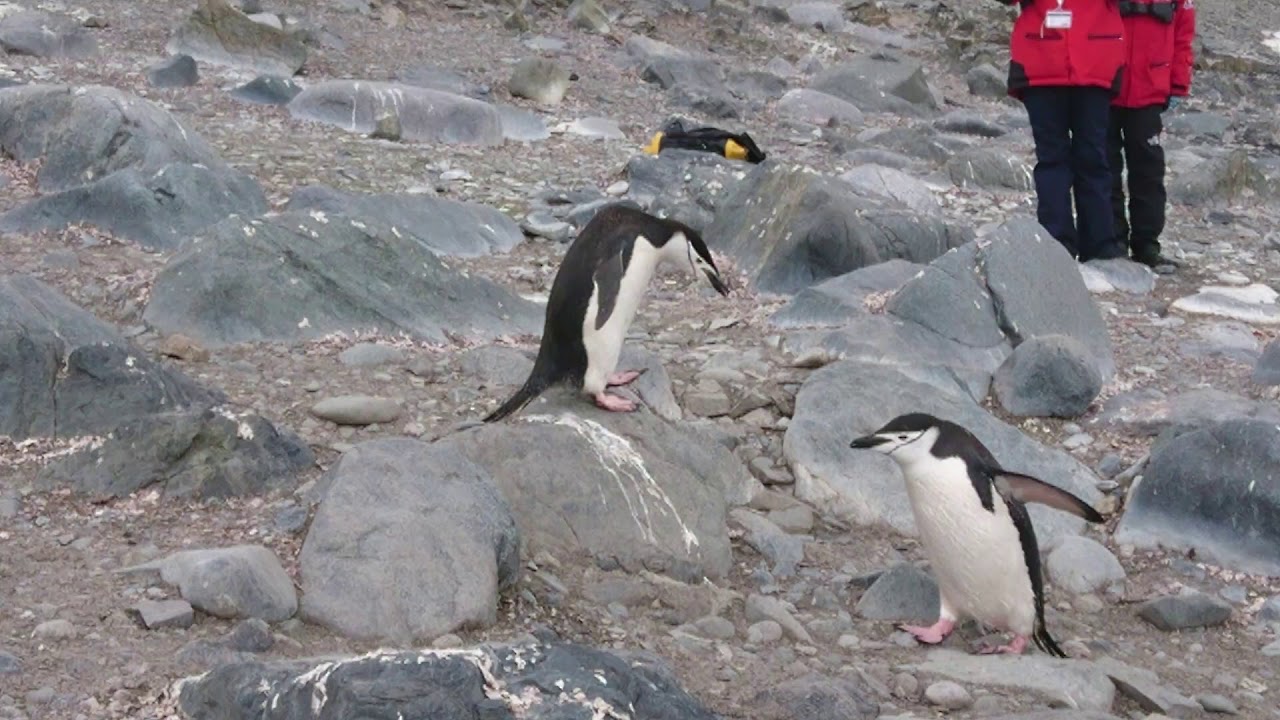 南極クルーズ ハーフムーン島のアゴヒゲペンギン Youtube