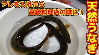 獲ってきた天然うなぎでひつまぶし風料理！