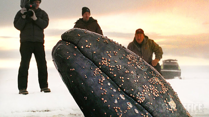 クジラを見つける | だれもがクジラを愛してる。 | 映画シーン