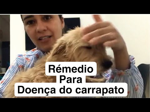 Vídeo: 8 coisas que apostamos que você não sabia sobre Koi