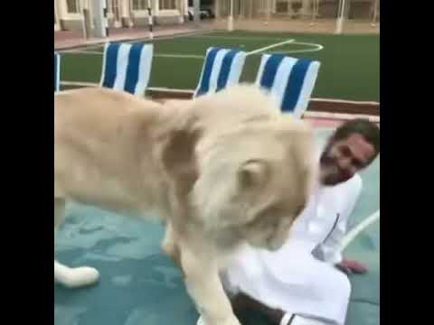هجوم الاسود على البشر ا