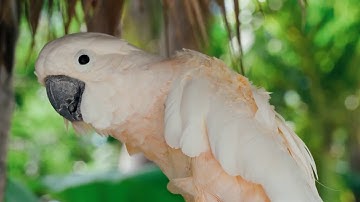 ٤٣/ظهر الفساد في البر والبحر / مقطع قران قصير تلاوة خاشعة بصوت الشيخ فارس عباد