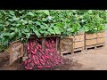 It&#39;s a pity that you don&#39;t know this method of growing sweet potatoes in pallets. Very many tubers