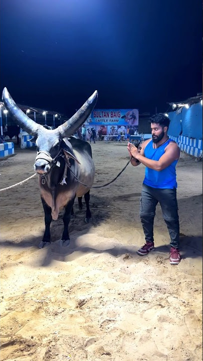 World biggest CHAND BAIL 😱 #syedfahad #loveanimals #animal #cow