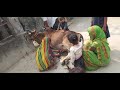 दुध दुहने का नया तरीका मामा जी की गाय live video