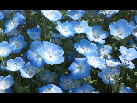 Gw 花の名所に行ってみた と 言える日が早く来ますように Youtube