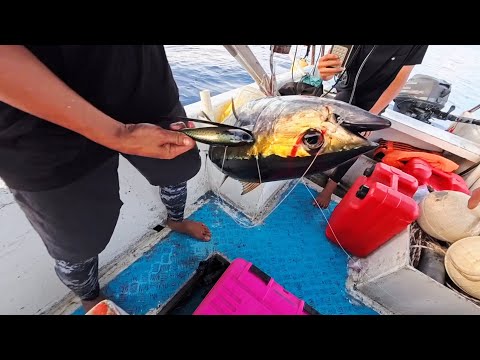 CARI YELLOWFIN TUNA 30 MIL DARI BIBIR PANTAI MANADO.