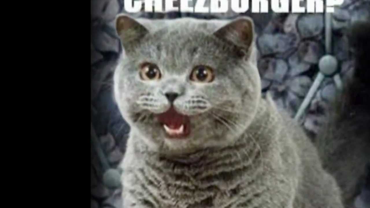 Key of Awesome heavy metal cats! YouTube