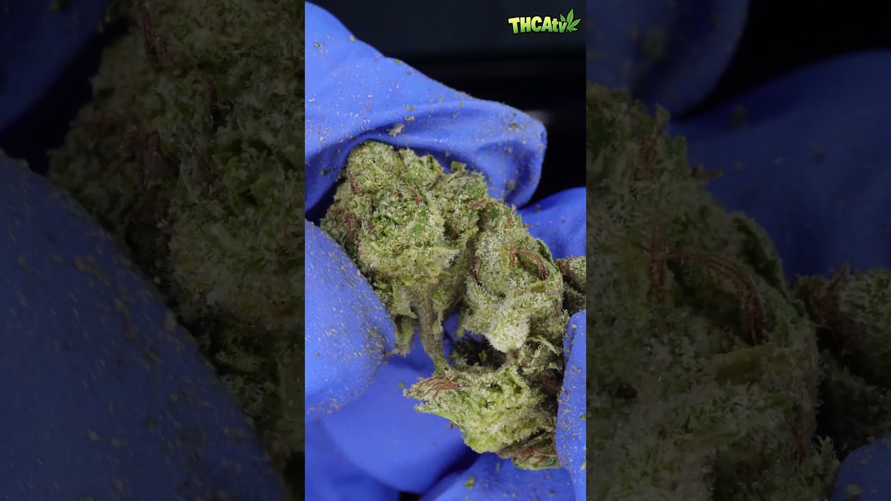 Gas or Pass: Budget Edition! 🛢️ Gotti OG (NEW THCA Don Line) Review | THCASmallBuds.com 🌿