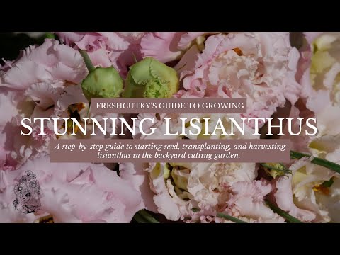 Vidéo: Plantes de Lisianthus : Apprenez à faire pousser des fleurs de Lisianthus