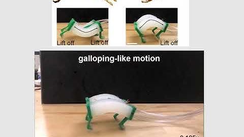 Inspired By Cheetahs, Researchers Build Fastest Soft Robots Yet