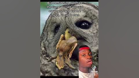 Crows vs owls