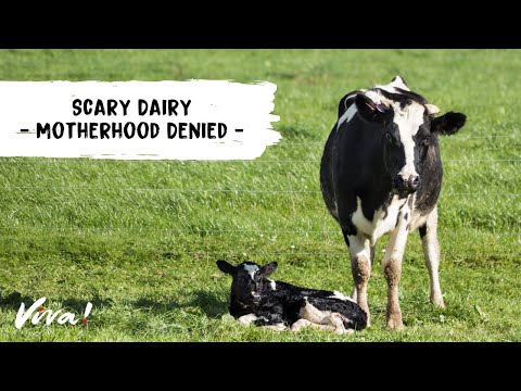 Scary Dairy - Motherhood Denied