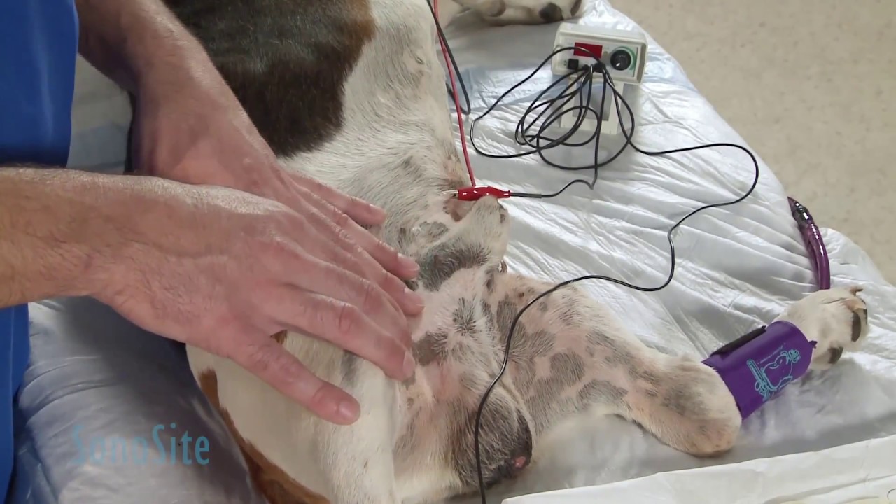 3 in 1 femoral nerve block ultrasound Ultrasound Guided Femoral Nerve Block in a Dog: Part 1 of 3