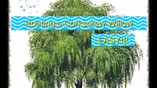 Famous How To: Root a Corkscrew Willow -Update! ✔ Wealth