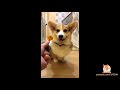 Cute dogs and cats compilation 2017  cute vn