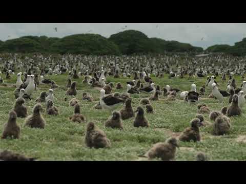Laysan albatross nests on Midway Atoll NWR
