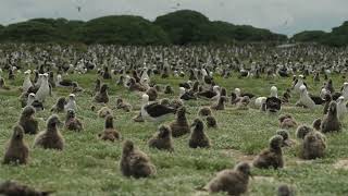 Laysan albatross nests on Midway Atoll NWR