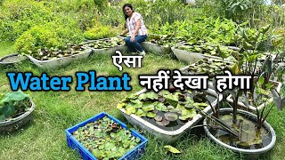 ऐसा  Water Plant आपने कभी नहीं देखा  Hoga | Beautiful Unique Aquatic Plant Nursery