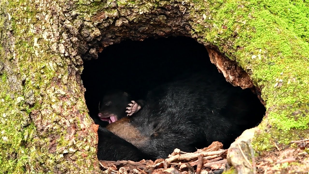 Newborn black bear cub snuggles with his mother.