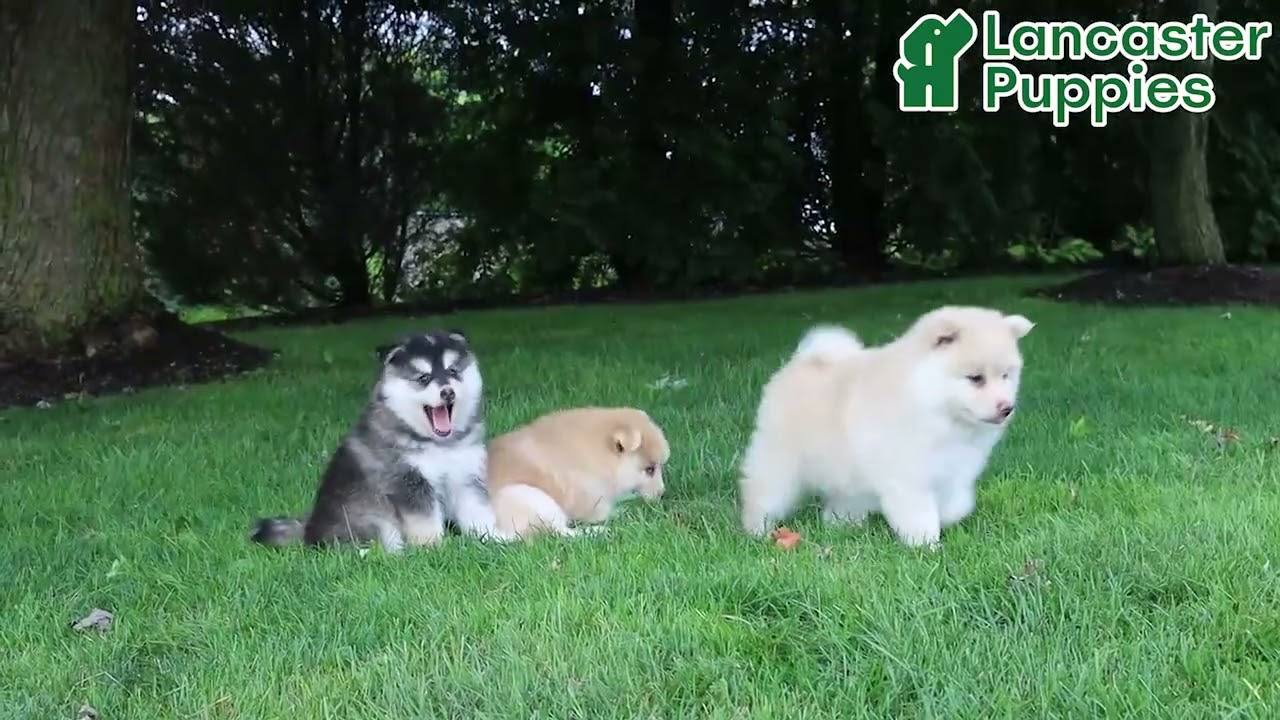 Beautiful Pomsky Puppies