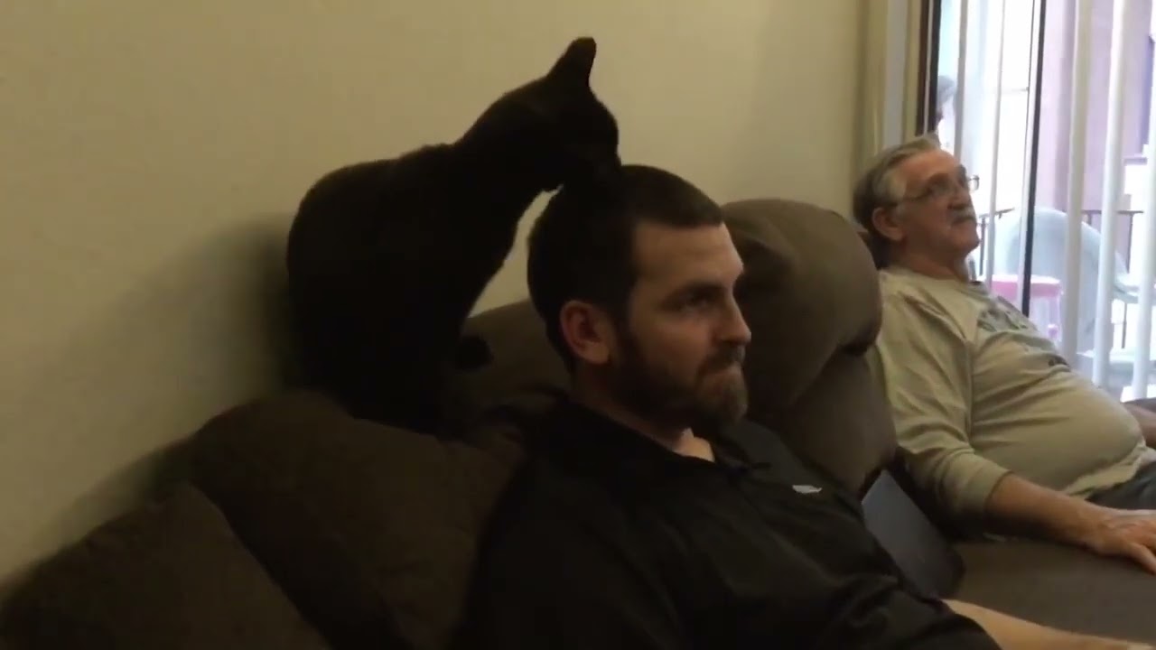 cat licks dude's head 😂