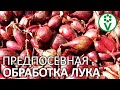 БОЛЬШЕ НИКАКОЙ ЛУКОВОЙ МУХИ, ПЕРОНОСПОРОЗА И ФУЗАРИОЗА! Предпосевная обработка лука