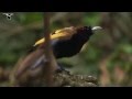 burung syurga dengan suara terindah