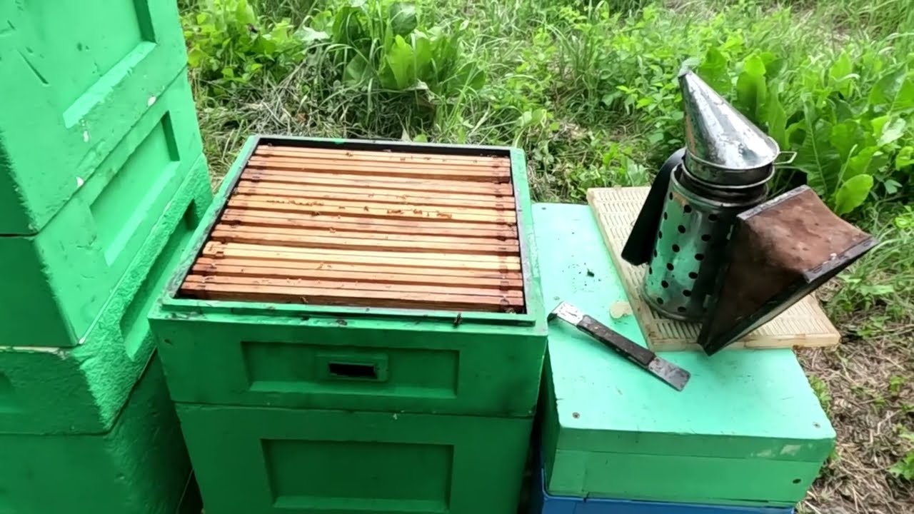 Izoluję matki w Izolatorach Chmary. Zabieram miód z facelii.