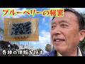 【ブルーベリーがもたらすという健康改善の真偽】ひょんなことから、ブルーベリーを毎日食べてみたら健康促進はホントに実現するのかな？と思いついたのだった。そして３週間が経過した.......