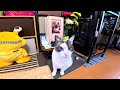 故シャム猫の法要から帰宅したらペポ🐇が遺骨を優しく労ってくれた🕯