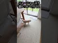 ニャーニャー言う猫について行ってみた結果...#猫