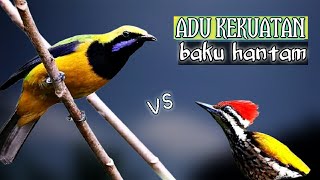 CUCAK CUNGKOK vs PELATUK adu tembakan||masteran tembakan kasaran