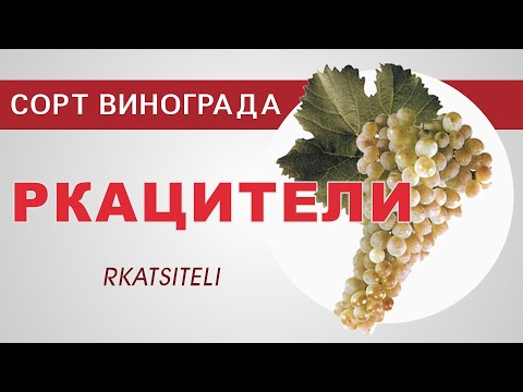 Сорт винограда Ркацители