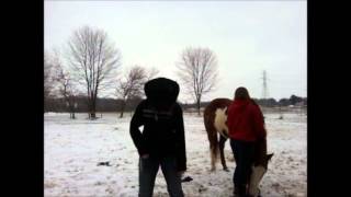 Harlem Shake With Horses