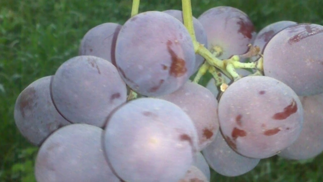 سوريا حلب رسم العبود