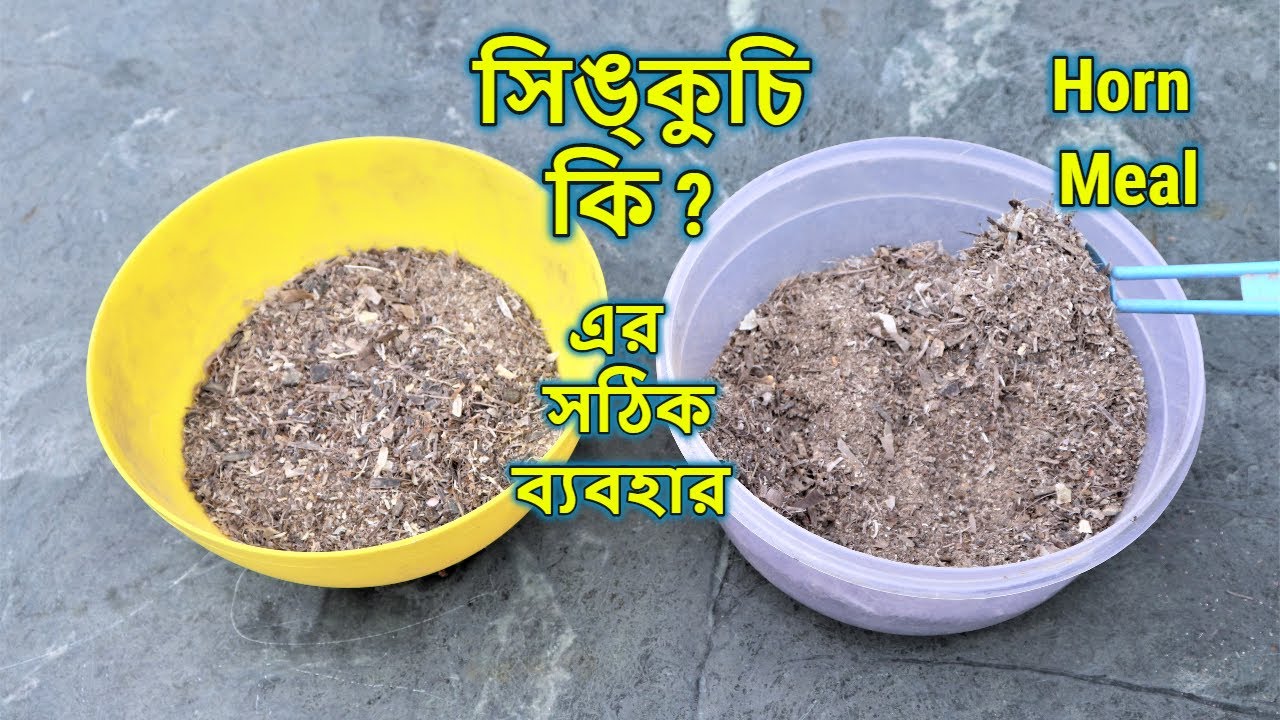 video শিং কুচি(1 kg)