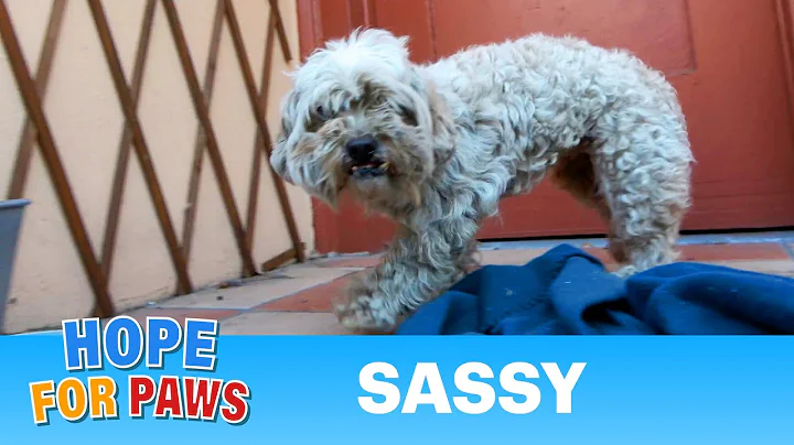 Abandoned dog bites Loreta even though she offered her cheeseburger. 😄