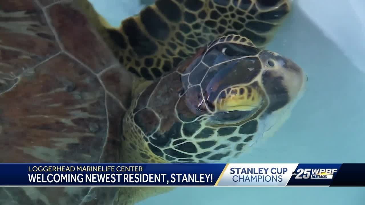 Loggerhead Marinelife Center names sea turtle after Stanley Cup - YouTube