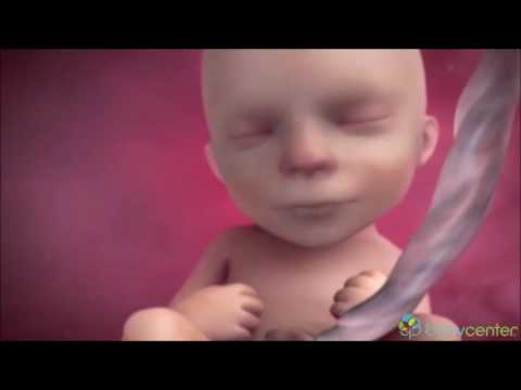 Video: 15 Javë Të Shtatzënisë: Ndjesi, Zhvillimi I Fetusit