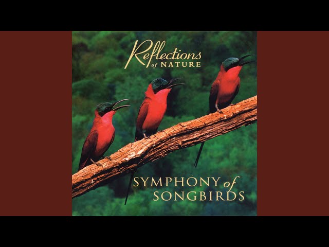 Michael Stanton - Mockingbirds