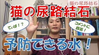 【猫の尿路結石】動物予防医学で解決 ～硬度の高い地域ではどうすればいいの？編～　コメントに回答［予防 × 獣医］