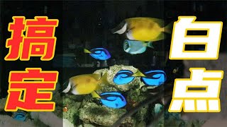 【亮哥養魚】海水魚白點病治療經驗與分享 by 亮哥养鱼频道 Liang Aquarium 6,653 views 1 year ago 24 minutes