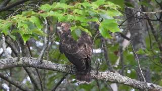 Broad-winged Hawk     DSCN7527