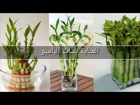 البامبو و طريقة العناية به لتفادي اصفرار الاوراق وموته
