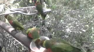 JURONG BIRDPARK 1308151