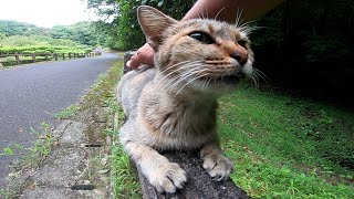 手摺から意地でも降りない野良猫