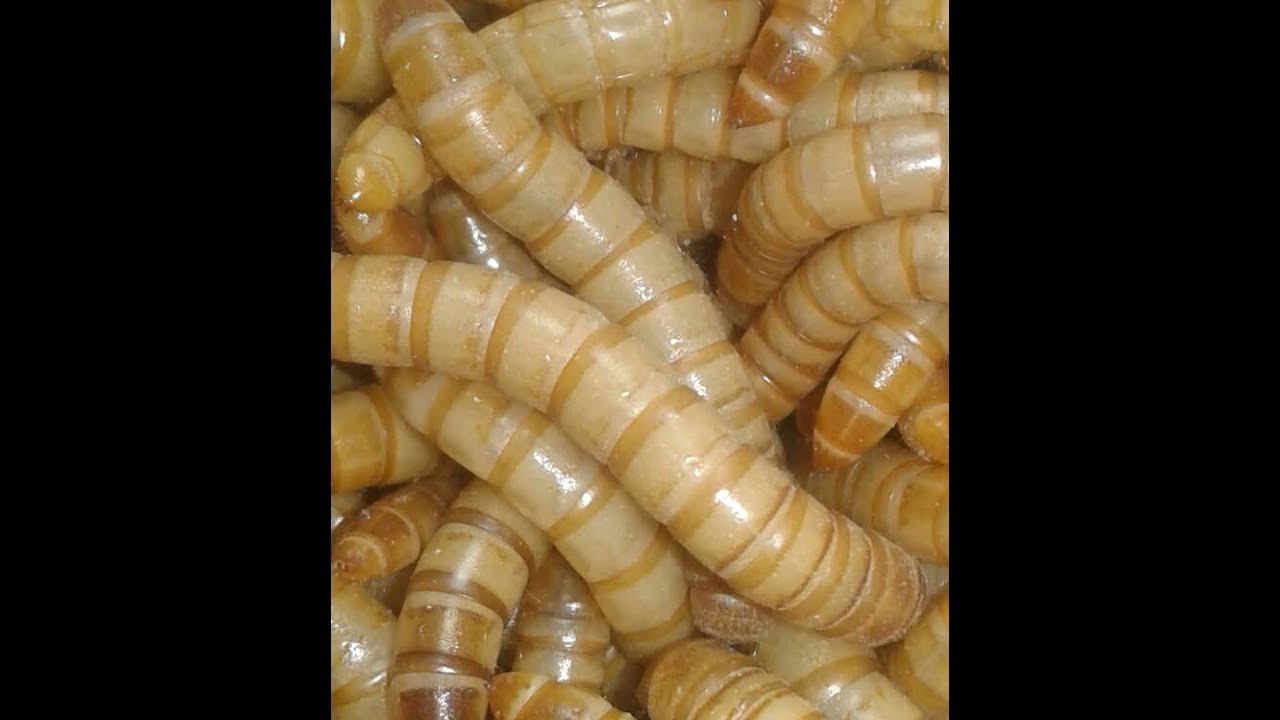 ليه الميل ورم غالى يالا نشوف السبب