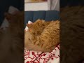 Kotek życzy wesołych świąt #sweetcat #cat #catshorts #catvideos