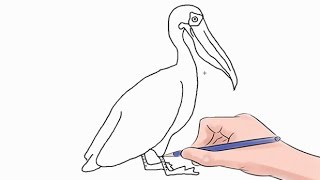 How to Draw a Pelican Easy Step by Step